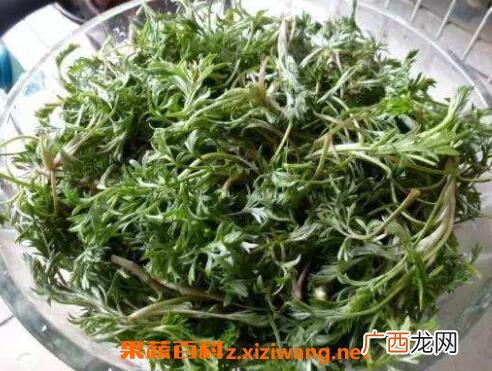 茵陈怎么吃效果最好 茵陈的吃法技巧