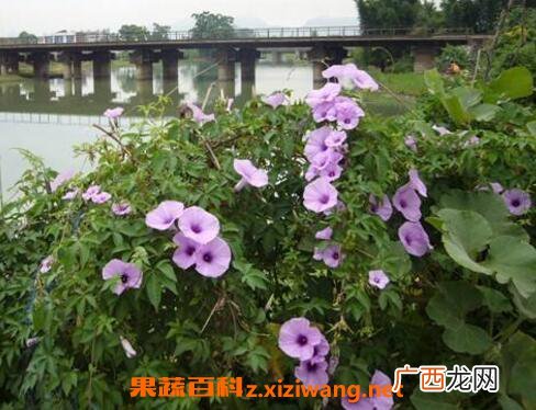 牵牛花种子的作用及药用价值