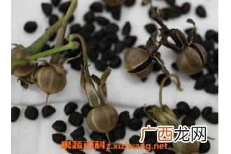 牵牛花种子的作用及药用价值