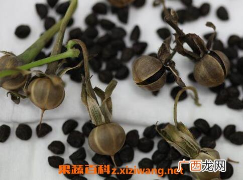 牵牛花种子的作用及药用价值