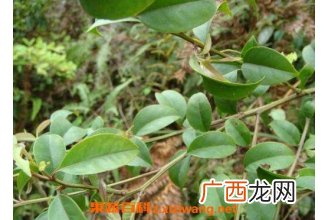 饿蚂蟥的功效与作用及药用价值