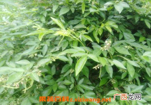 饿蚂蟥的功效与作用及药用价值