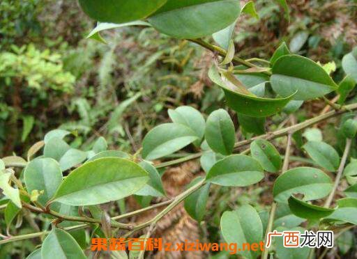 饿蚂蟥的功效与作用及药用价值