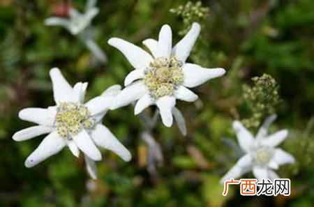 荷兰的国花是什么花？快来看看世界各国的国花