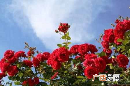荷兰的国花是什么花？快来看看世界各国的国花