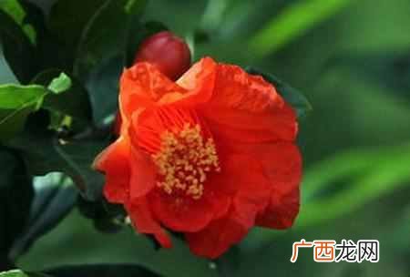 荷兰的国花是什么花？快来看看世界各国的国花