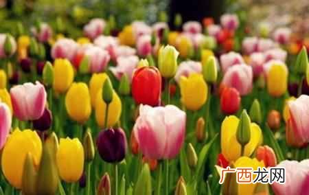 荷兰的国花是什么花？快来看看世界各国的国花