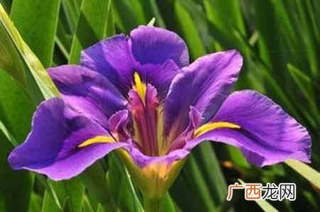 荷兰的国花是什么花？快来看看世界各国的国花