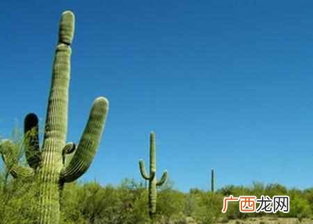 荷兰的国花是什么花？快来看看世界各国的国花