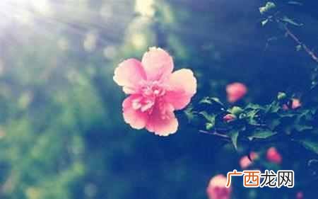 荷兰的国花是什么花？快来看看世界各国的国花