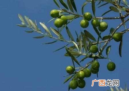 荷兰的国花是什么花？快来看看世界各国的国花