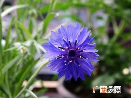 荷兰的国花是什么花？快来看看世界各国的国花