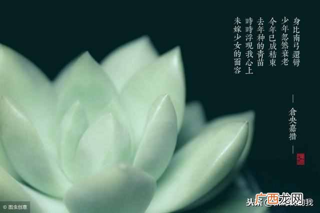 不负如来不负卿的寓意是什么？