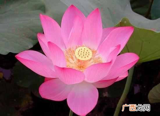 西湖荷花什么季节开花？