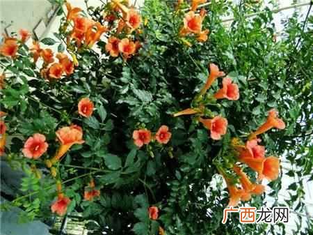 阳历8月开什么花？太美了，你一定会喜欢