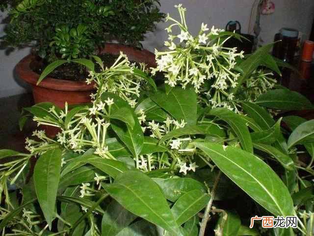 阳历8月开什么花？太美了，你一定会喜欢