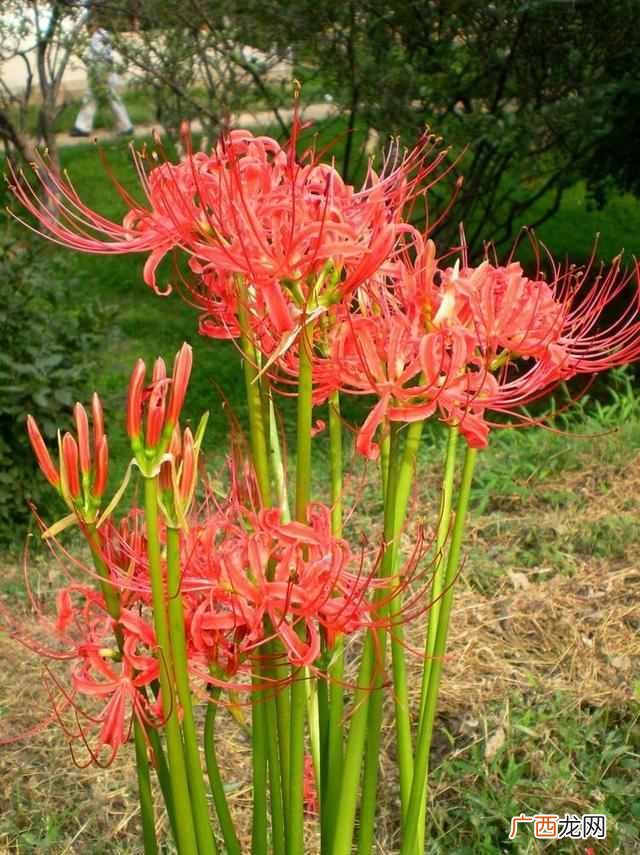 阳历8月开什么花？太美了，你一定会喜欢