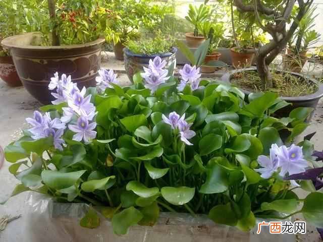 阳历8月开什么花？太美了，你一定会喜欢