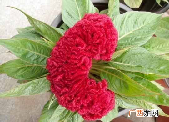 阳历8月开什么花？太美了，你一定会喜欢