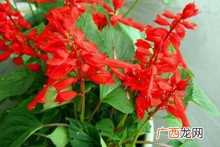 阳历8月开什么花？太美了，你一定会喜欢