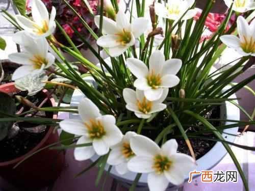 阳历8月开什么花？太美了，你一定会喜欢