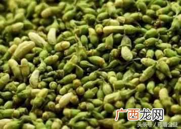 槐米是什么东西？槐米的功效与作用