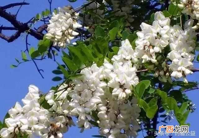 槐米是什么东西？槐米的功效与作用
