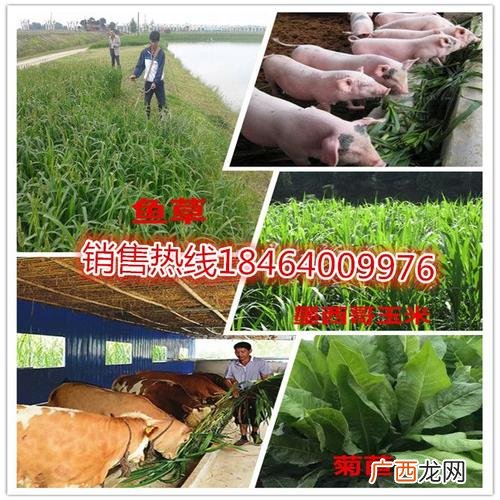 种草养猪新技术 种草养猪技术