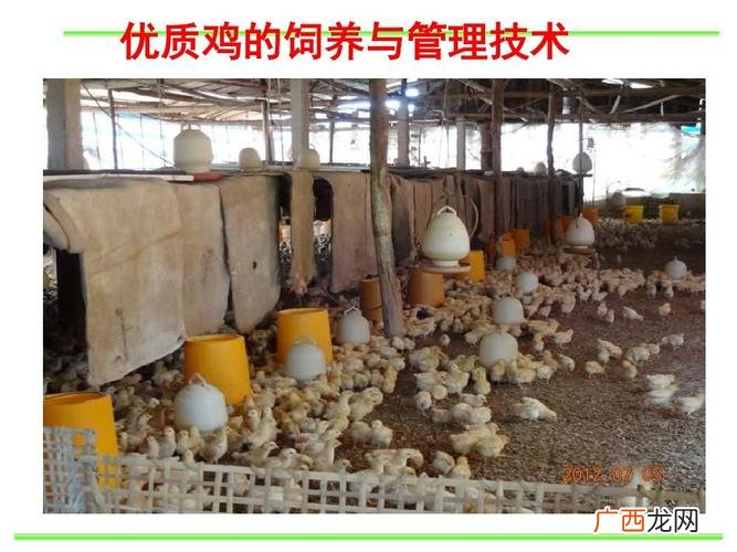 如何饲养蛋鸡 青年蛋鸡养殖技术