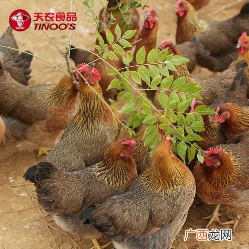 帮天农公司养鸡的利润 天农养鸡技术有限公司