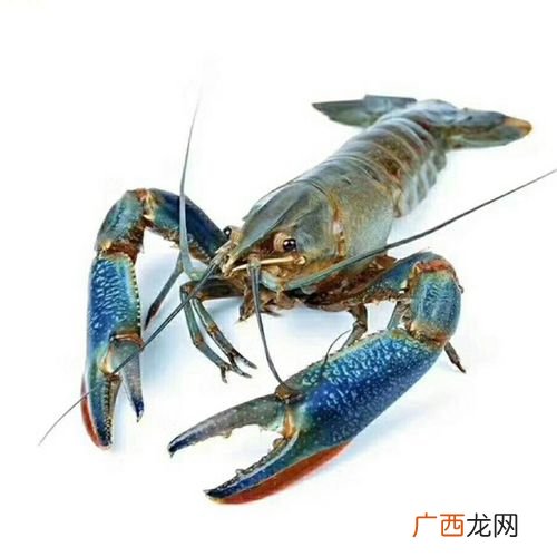澳洲大龙虾怎么养 澳洲谈水龙虾养殖技术