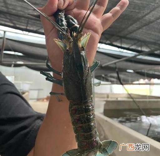澳洲大龙虾怎么养 澳洲谈水龙虾养殖技术