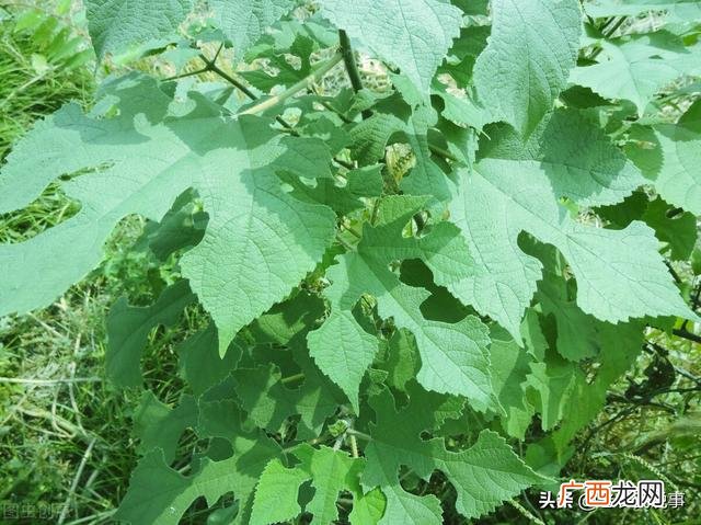 种什么树赚钱多又可靠,种植什么树最赚钱农村