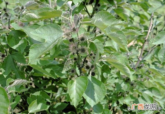 种什么树赚钱多又可靠,种植什么树最赚钱农村