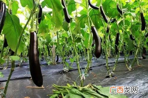 没人注意的暴利行业,在农村什么行业最赚钱投资小
