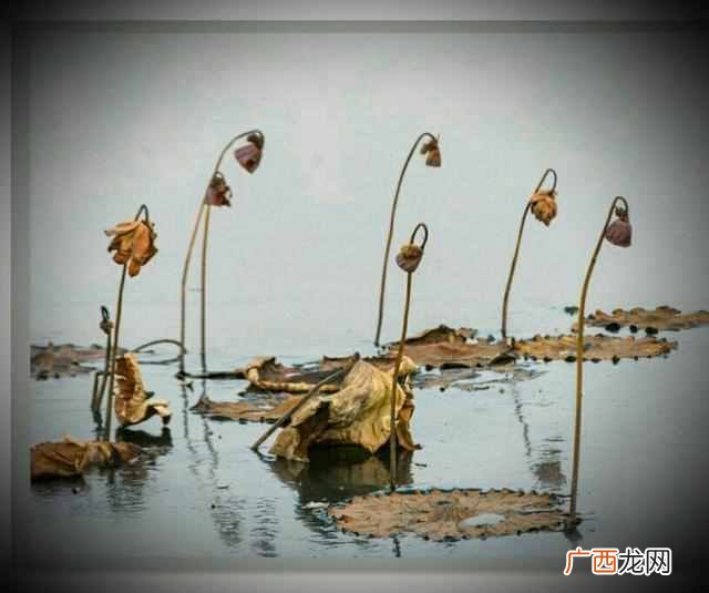 一尘不染是什么意思？