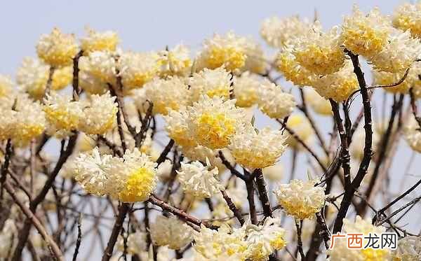 二月份开什么花?二月份开的花有哪些?你见过