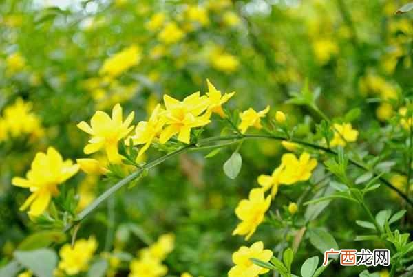 二月份开什么花?二月份开的花有哪些?你见过