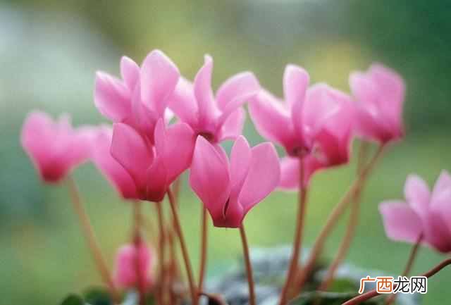 二月份开什么花?二月份开的花有哪些?你见过