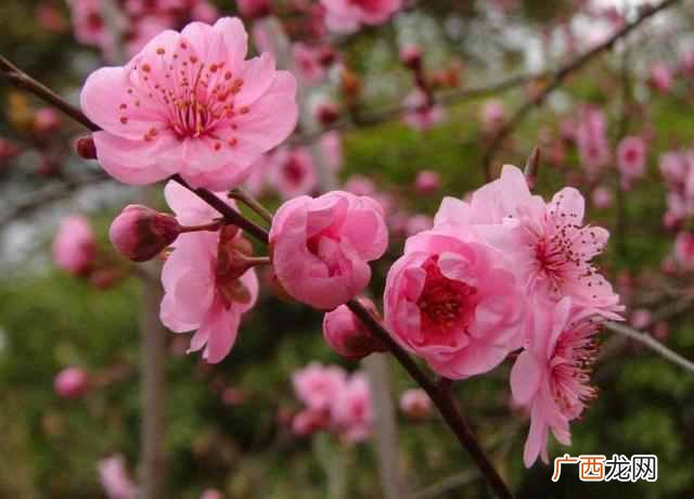 二月份开什么花?二月份开的花有哪些?你见过