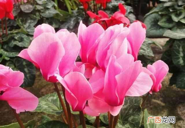 二月份开什么花?二月份开的花有哪些?你见过