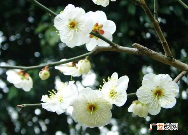二月份开什么花?二月份开的花有哪些?你见过