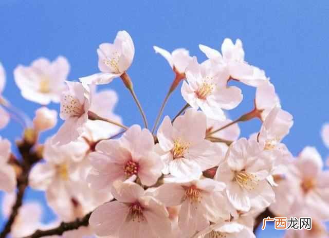 二月份开什么花?二月份开的花有哪些?你见过