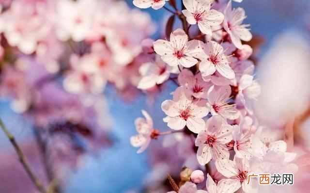 二月份开什么花?二月份开的花有哪些?你见过