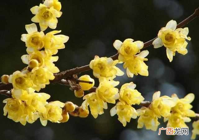二月份开什么花?二月份开的花有哪些?你见过