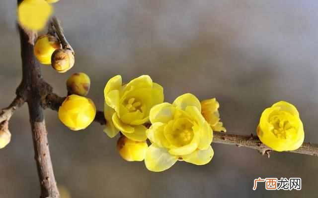二月份开什么花?二月份开的花有哪些?你见过