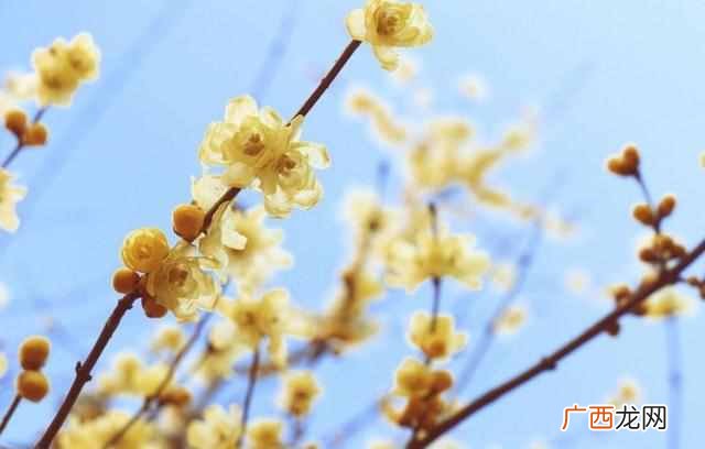 二月份开什么花?二月份开的花有哪些?你见过