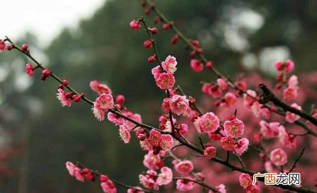 二月份开什么花?二月份开的花有哪些?你见过