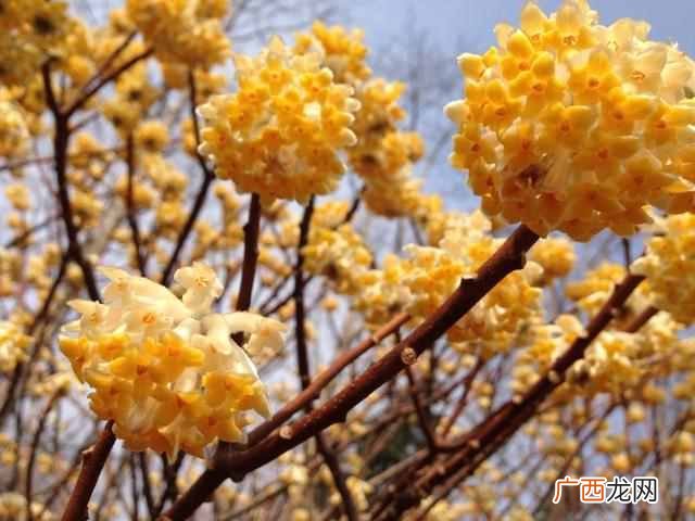 二月份开什么花?二月份开的花有哪些?你见过