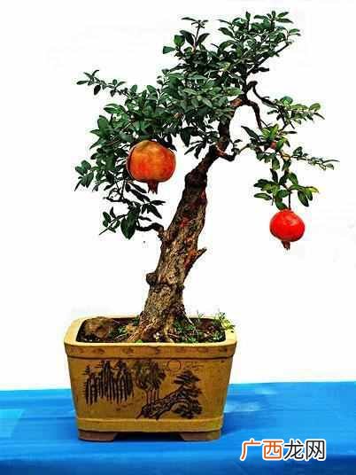 石榴花什么季节开放？